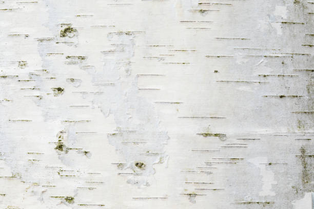 la texture o lo sfondo della corteccia di betulla - corteccia di legno foto e immagini stock
