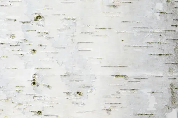 Photo of The birch bark texture or background
