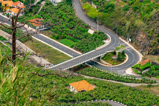 istock Banana plantations next to the road, Madeira 954349804