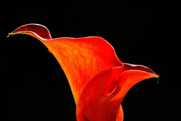 Photo of Calla Lily High Contrast