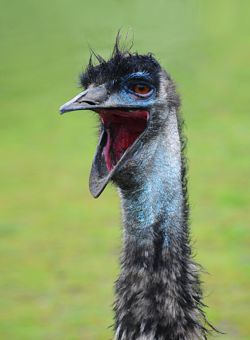 an emu bird with it's mouth wide open