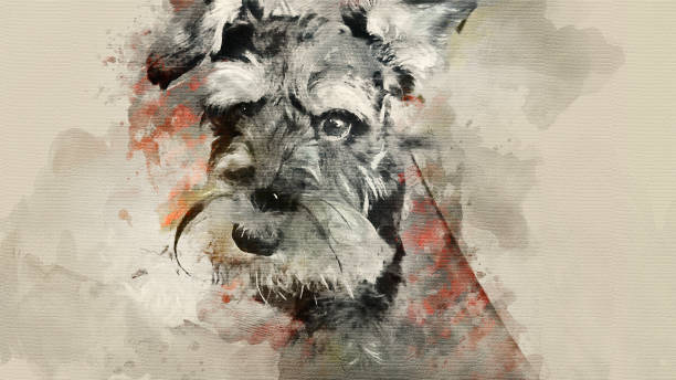 istock homemade darling Miniature Schnauzer 954353696