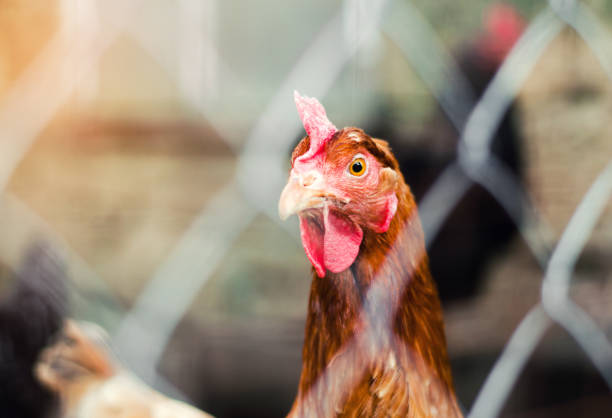 istock chicken in a hen-house close-up, poultry, farming, chicken eggs 954356712