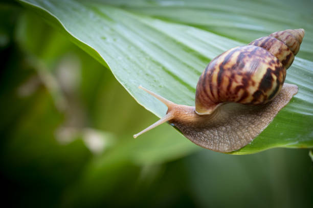 istock snail climbing on green leaves with copy space 954361500