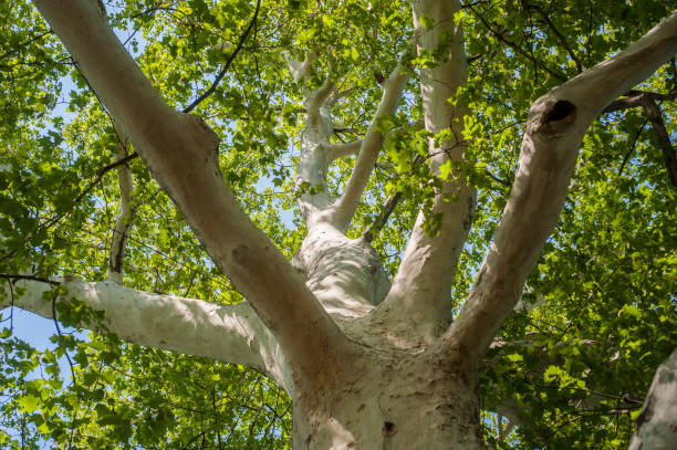 Bottom to top view of a platan tree trunk and branches against a blue sky background