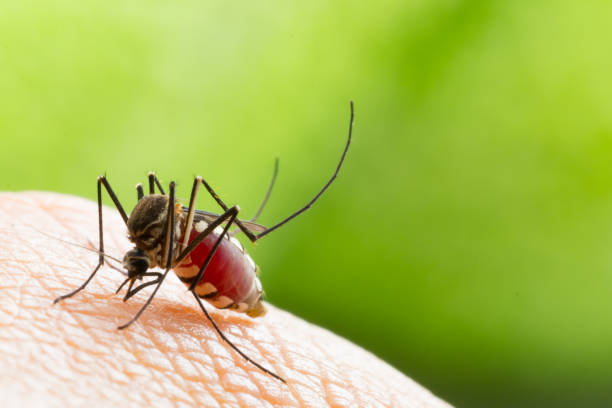Aedes aegypti Mosquito. Close up a Mosquito sucking human blood,Mosquito Vector-borne diseases,Chikungunya.Dengue fever.Rift Valley fever.Yellow fever.Zika.Mosquito on skin Aedes aegypti Mosquito. Close up a Mosquito sucking human blood,Mosquito Vector-borne diseases,Chikungunya.Dengue fever.Rift Valley fever.Yellow fever.Zika.Mosquito on skin mosquito filled with blood stock pictures, royalty-free photos & images
