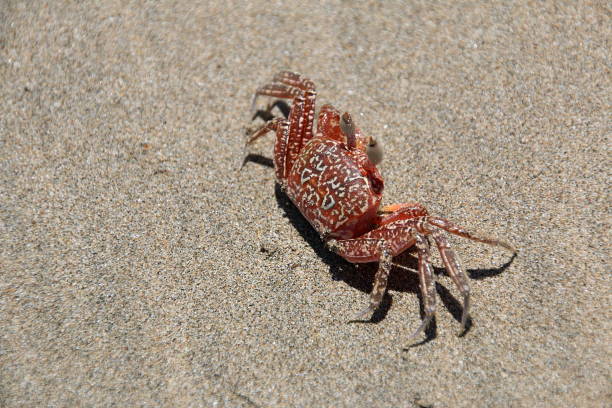 istock Sand Crab In Costa Rica 954365178