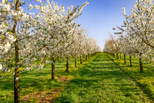 istock Panorama of a white blooming symmetrical cherry tree plantation 954365594