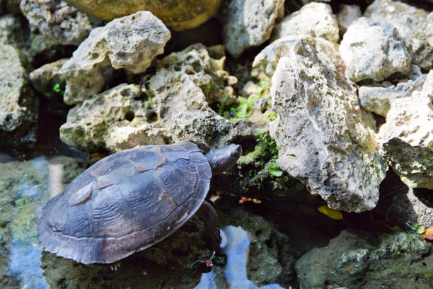 istock Caribbean turtle standing in water with reflection, Dominican Republic 954366018
