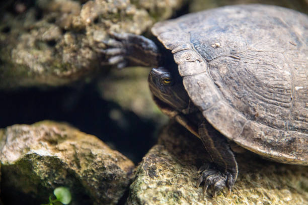 istock Caribbean turtle standing in water with reflection, Dominican Republic 954366024