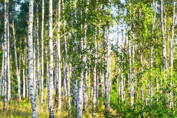 istock Birch grove on a sunny summer day landscape banner, huge panorama 954366458