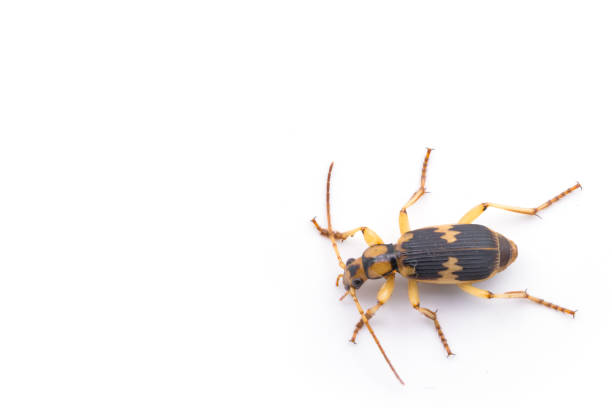 istock Close up  blister beetles - mylabris phalerata,poisoning insect 954367078
