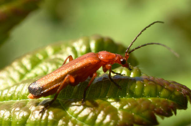 red soldier beetle A photograph of a red soldier beetle rhagonycha fulva stock pictures, royalty-free photos & images
