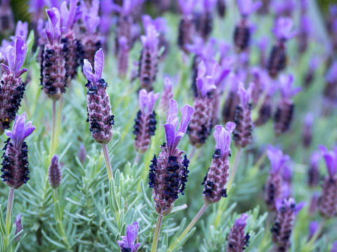 French or spanish or topped lavender purple flowers