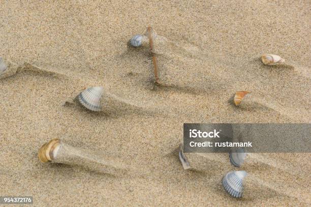 Sand Off Shells Shells On The Sand After The Tide Background Texture Stock Photo ...