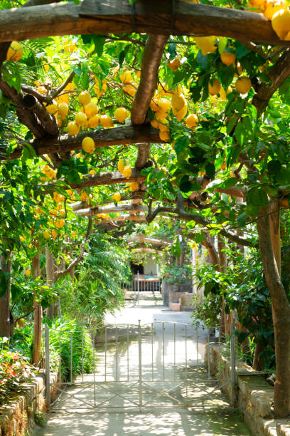 istock Lemon garden of Sorrento 954372182