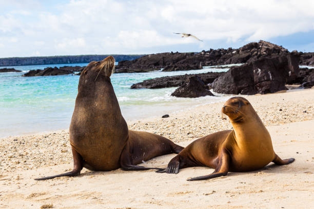 Couple of sea lions Couple of sea lions on the beach of Genovesa Island, Galapagos sea lion stock pictures, royalty-free photos & images