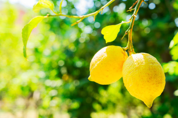 istock Lemon garden of Sorrento 954375206