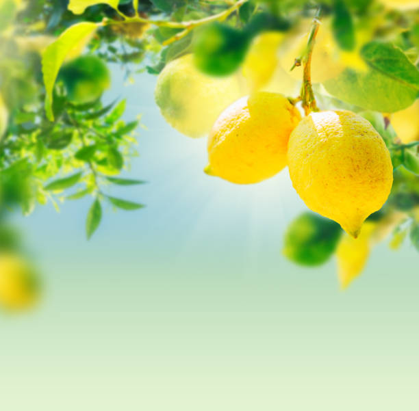 ソレントのレモン ガーデン