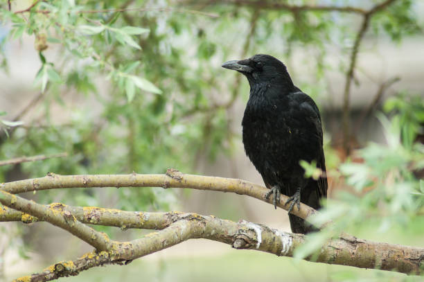 istock black crow on branch in the garden 954385642