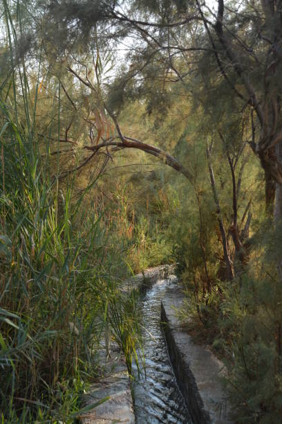 istock Channels of spring water in Israel 954387318