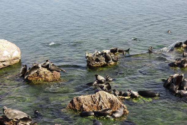Cape Cross Seal Reserve