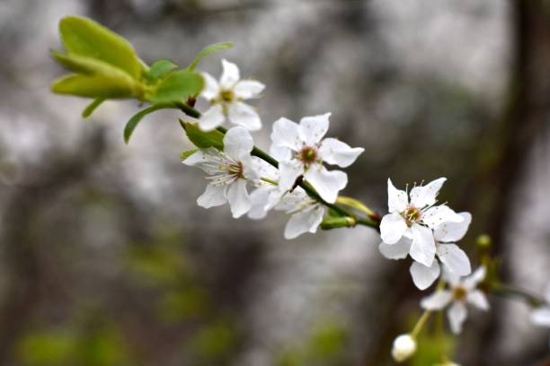 istock Close-Up Of White Flowers 954390922