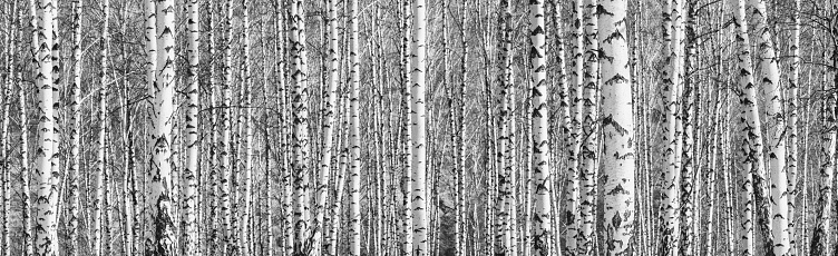 Birch grove on a sunny spring day, landscape banner, huge panorama, black-and-white