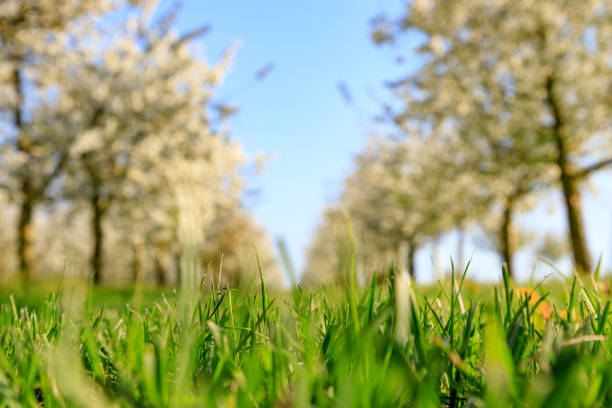 istock Closeup of green grass in front of fruit trees 954392490