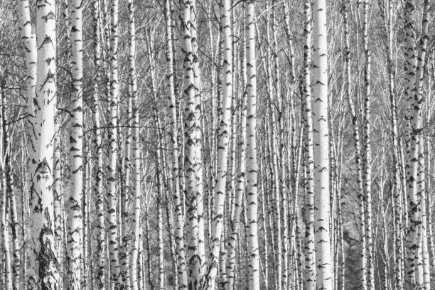 istock Birch grove with young foliage on a sunny spring day, black-and-white 954392642