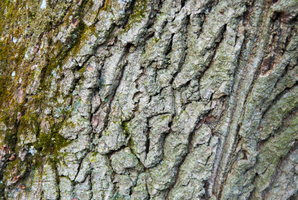 istock Oak Bark Texture. Tree background. Wood at the park. 954398134