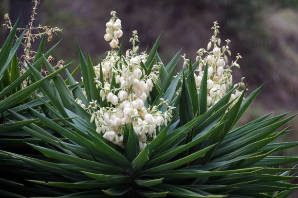 istock Flowers on a bayonet plant 954399978