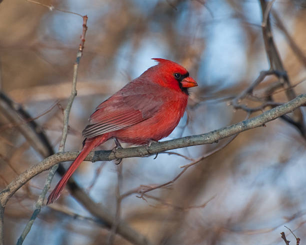 istock Male Northern Cardinal 95440388