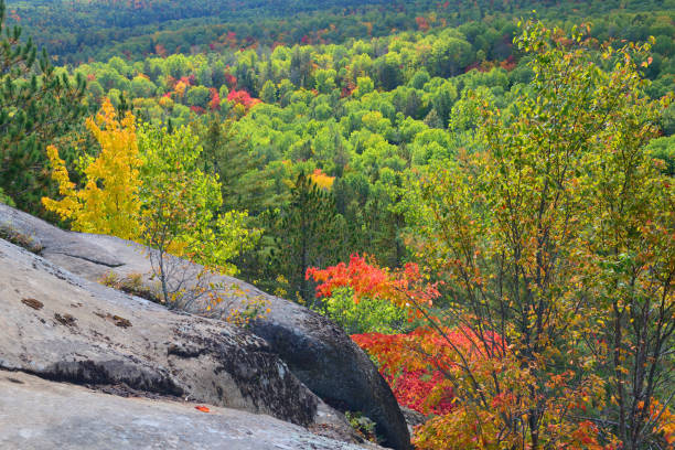istock Autumn in Algonquin Provincial Park 954404218