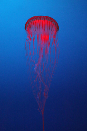 A jellyfish, illuminated by red lighting iin dark blue water