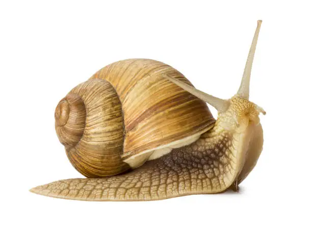 Photo of Garden snail