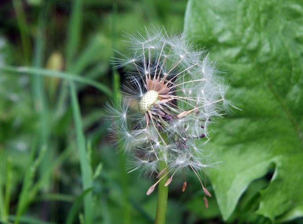 istock dandelion clock with seeds flying away 954408616