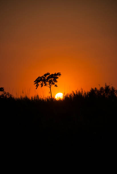 istock Sunset on Guatemalan coasts, sugarcane plantation and contaminated river 954414020