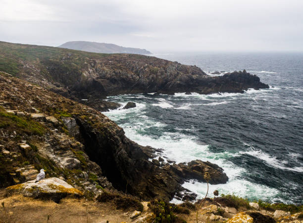istock Seagull Contemplates the Island Shore 954419330