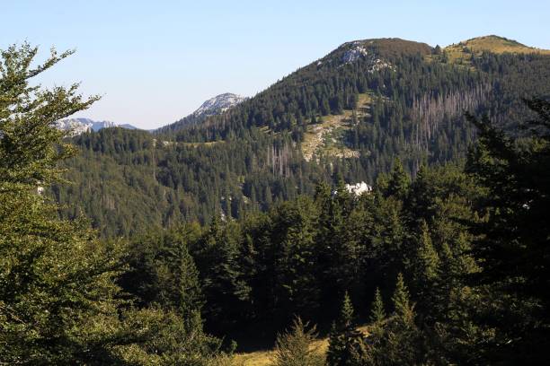 istock On mountain Velebit in Croatia summer trees green 954424204