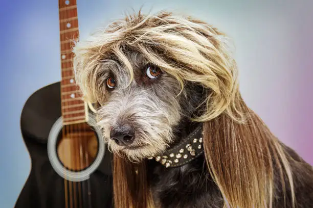 Funny punk rock dog with guitar wearing a mullet hairstyle wig and spiked collar