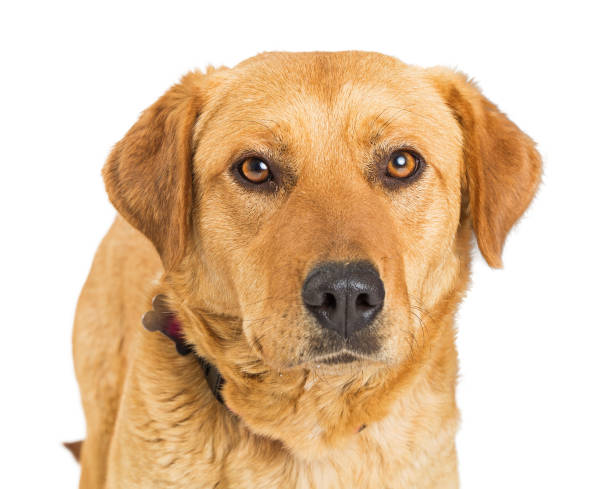 istock Closeup Yellow Labrador Retriever Crossbreed Dog 954426974