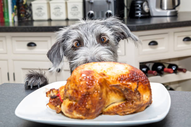 engraçado animado cachorro roubar comida do contador - rotisserie chicken meat dinner - fotografias e filmes do acervo