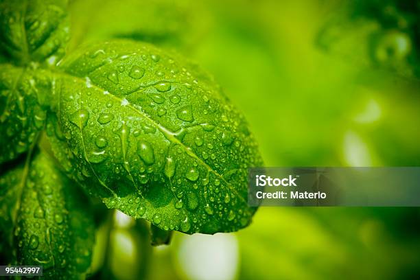 Foglie Di Basilico - Fotografie stock e altre immagini di Acqua - Acqua, Acqua potabile, Ambientazione esterna