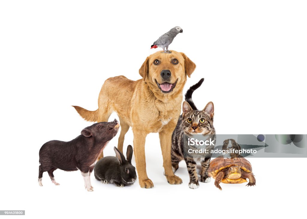 Group of Domestic Pets Together on White Group of common domestic animals together on white Pets Stock Photo