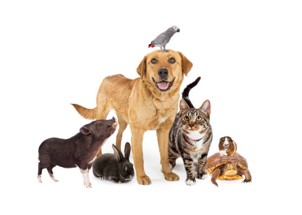 Group of Domestic Pets Together on White Group of common domestic animals together on white group of animals stock pictures, royalty-free photos & images