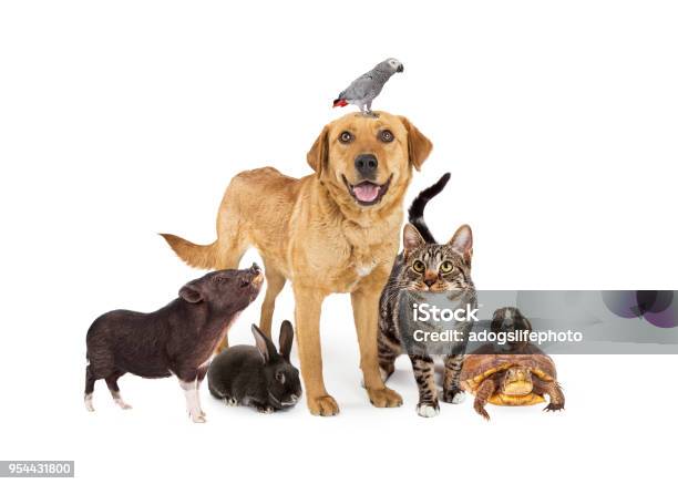 Group Of Domestic Pets Together On White Stock Photo - Download Image Now - Pets, Group Of Animals, Animal