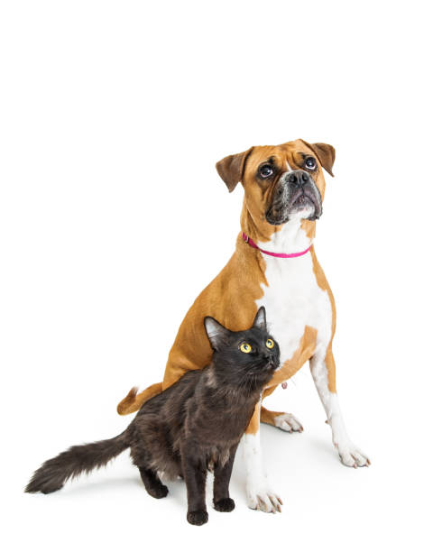 istock Excited Dog and Cat Together Looking Up 954431866