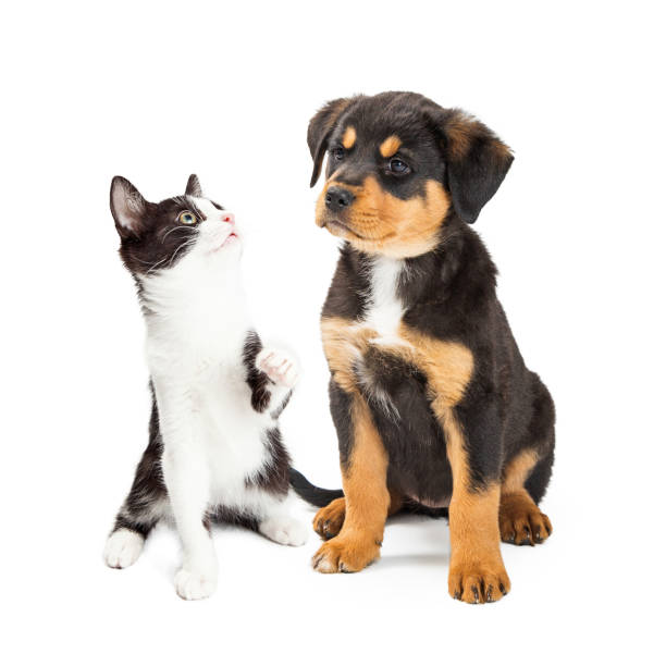 istock Puppy Annoyed With Kitten 954432146