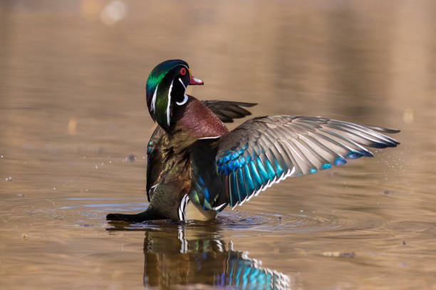 istock American wigeon male 954432460